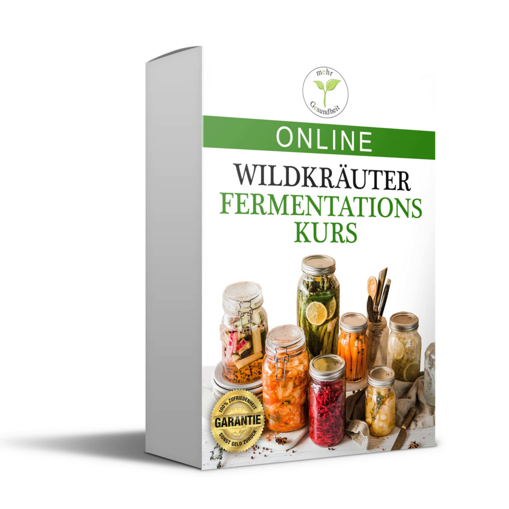 Gesundheitsberatung München Wildkräuter & Fermentation